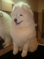 /album/lara-kisallat-kozmetika/cidri-kisebb-jpg/